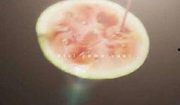 星星喜欢吃瓜,一场星际美食之旅