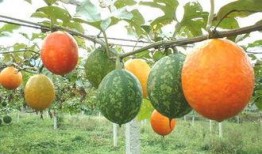 吊瓜吃哪里,揭秘吊瓜的精华部位