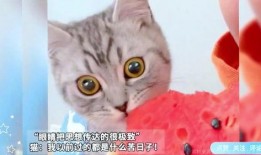 猫咪吃瓜么,揭秘猫咪吃瓜之谜