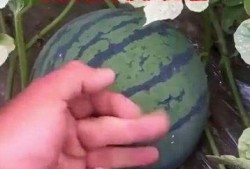 瓜根本吃不过来,根本吃不过来的美味诱惑