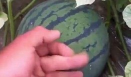 瓜根本吃不过来,根本吃不过来的美味诱惑