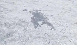 吃瓜变成蛤蟆,一场奇幻的跨界之旅