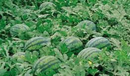 寿光东城吃瓜图片,一场别开生面的“吃瓜”盛宴