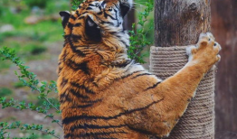 等着吃瓜的动物,揭秘等着吃瓜的动物世界