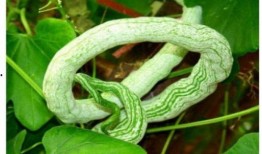 怀孕可以吃蛇瓜,蛇瓜的营养与食用指南