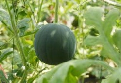 老俞在线吃瓜,揭秘娱乐圈幕后故事