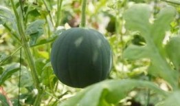 老俞在线吃瓜,揭秘娱乐圈幕后故事