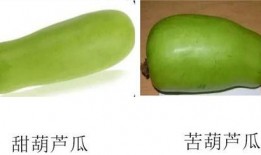 吃葫芦瓜拉肚子,揭秘拉肚子背后的真相