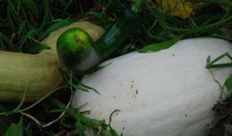 露雪吃瓜,揭秘娱乐圈幕后故事