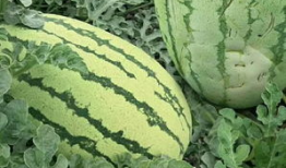 单县红玉瓜怎么吃,多味烹饪，尽享田园美味