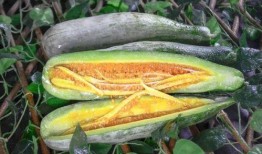 沛县网红吃瓜,一场视觉与味蕾的双重盛宴