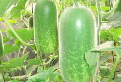 寿光东城吃瓜图片,一场别开生面的“吃瓜”盛宴