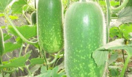 寿光东城吃瓜图片,一场别开生面的“吃瓜”盛宴