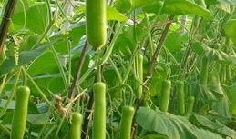 夏天吃瓠瓜,瓠瓜美食之旅