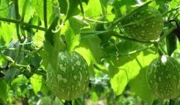 吊瓜根可以怎么吃,探索传统美食新境界