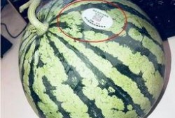 沛县网红吃瓜,一场视觉与味蕾的双重盛宴