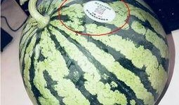 沛县网红吃瓜,一场视觉与味蕾的双重盛宴