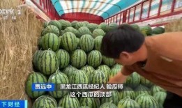 吃瓜变成蛤蟆,一场奇幻的跨界之旅