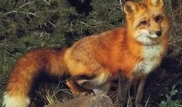 狐狸在中间吃瓜,瓜中寻乐