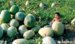 山东高密砍头吃瓜,背后真相令人震惊