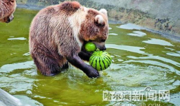 等着吃瓜的动物,揭秘等着吃瓜的动物世界