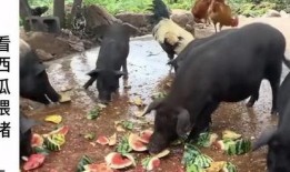 小羊分手直播吃瓜,小羊分手事件全程回顾