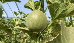 吃蜜瓜看影视,甜蜜滋味中的光影之旅