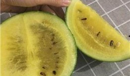 博兴城东吃瓜,夏日吃瓜盛宴，品味生活百态