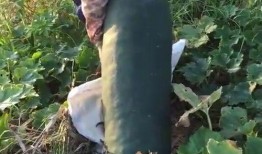 吃瓜吃烂了是什么意思,网络流行语的深层含义与趣味解读