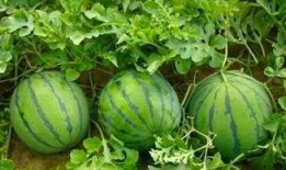 吃瓜默契大考验,揭秘你的社交秘密