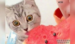 猫咪吃瓜么,揭秘猫咪吃瓜之谜
