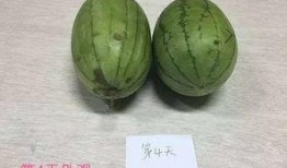 蛋仔审判代打吃瓜,代打风云，吃瓜群众围观