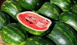 吃瓜图合集,趣味横生的瞬间捕捉