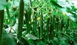 黄瓜条吃瓜,夏日清爽新体验