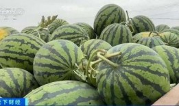 吃瓜网社会瓜,揭秘社会热点背后的真实瓜