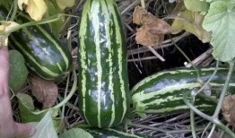 吃瓜都不甜的年代,那些难忘的岁月与味道