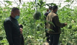 山东高密砍头吃瓜,背后真相令人震惊