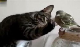 小猫吃瓜搞笑视频,萌态可掬引网友爆笑