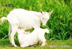 小羊分手直播吃瓜,小羊分手事件全程回顾