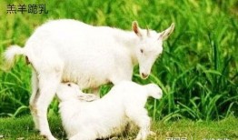 小羊分手直播吃瓜,小羊分手事件全程回顾