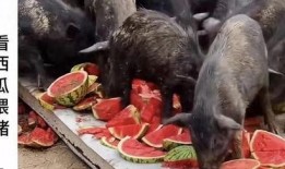 小羊分手直播吃瓜,小羊分手事件全程回顾