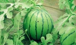 河北金属吃瓜事件,一场引发社会关注的食品安全风波