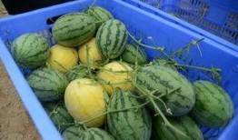 河北金属吃瓜事件,一场引发社会关注的食品安全风波