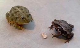 吃瓜变成蛤蟆,一场奇幻的跨界之旅