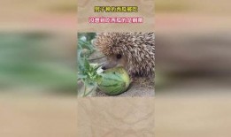 刺猬会不会吃瓜,揭秘刺猬的饮食习惯与瓜类的关系