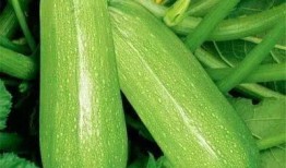 青运会吃瓜,揭秘赛场背后的趣味瞬间”