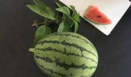 吃瓜看表演,现场表演精彩纷呈