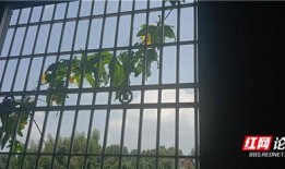 坐在阳台吃瓜,夏日悠闲时光