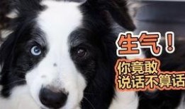 吃瓜狗特效,揭秘网络红人背后的神奇魔法