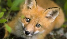 狐狸在中间吃瓜,瓜中寻乐